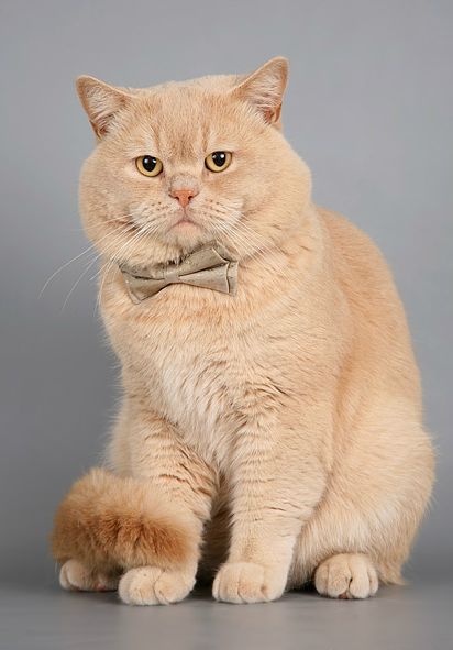 گربه بریتیش با ظاهر گرد