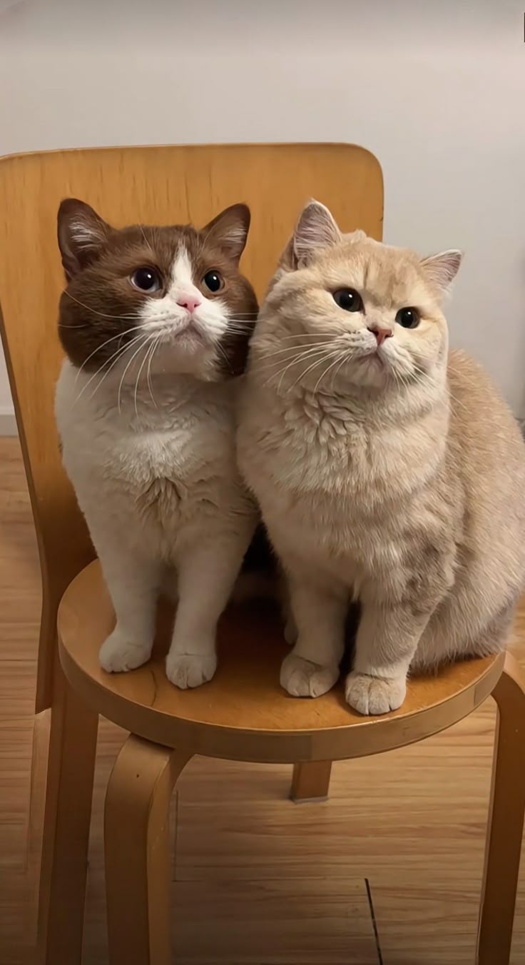 گربه اسکاتیش و بریتیش کنار هم