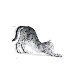 غذا خشک ایندور گربه